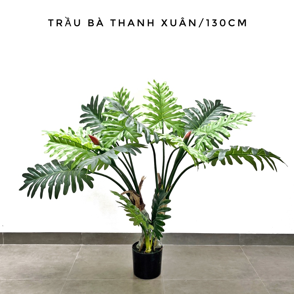 TRẦU BÀ THANH XUÂN -