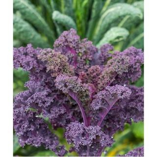 Hạt giống cải xoăn Kale tím