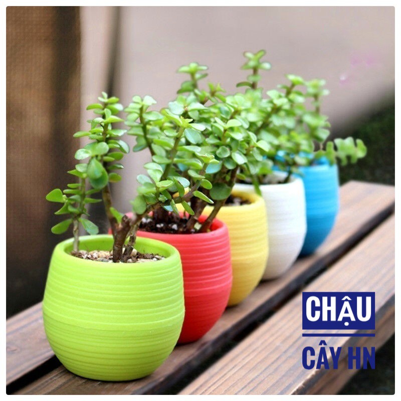 Chậu Nhựa Mini Trang Trí Văn Phòng 6 Màu