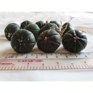 Xương rồng Aster