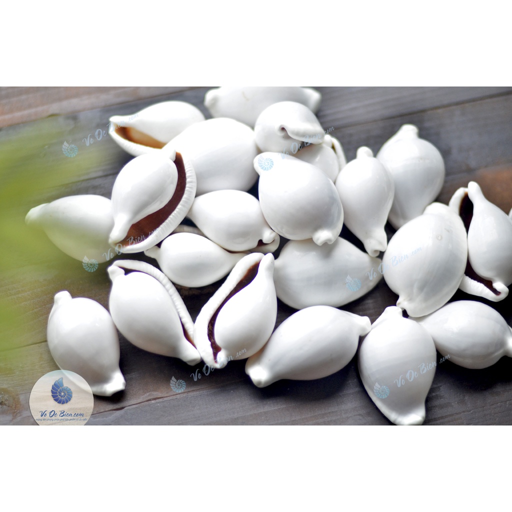 Vỏ Ốc Biển Sứ Trắng - Trứng Gà