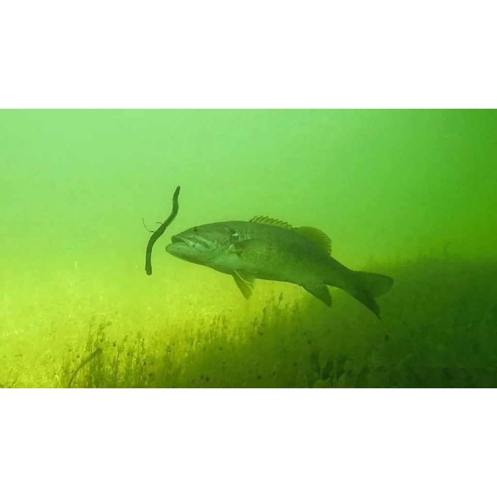 Set 10 Mồi Câu Cá Nhân Tạo Mềm Chất Lượng Cao