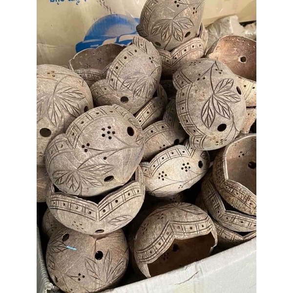 Chậu Gáo Dừa Trồng Lan Giá Rẻ