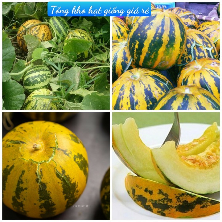 Hạt Giống Dưa Bở Khổng Lồ F1(Gói 40 hạt)Dễ Trồng &amp;Năng suất cao-Tổng kho hạt giống giá rẻ