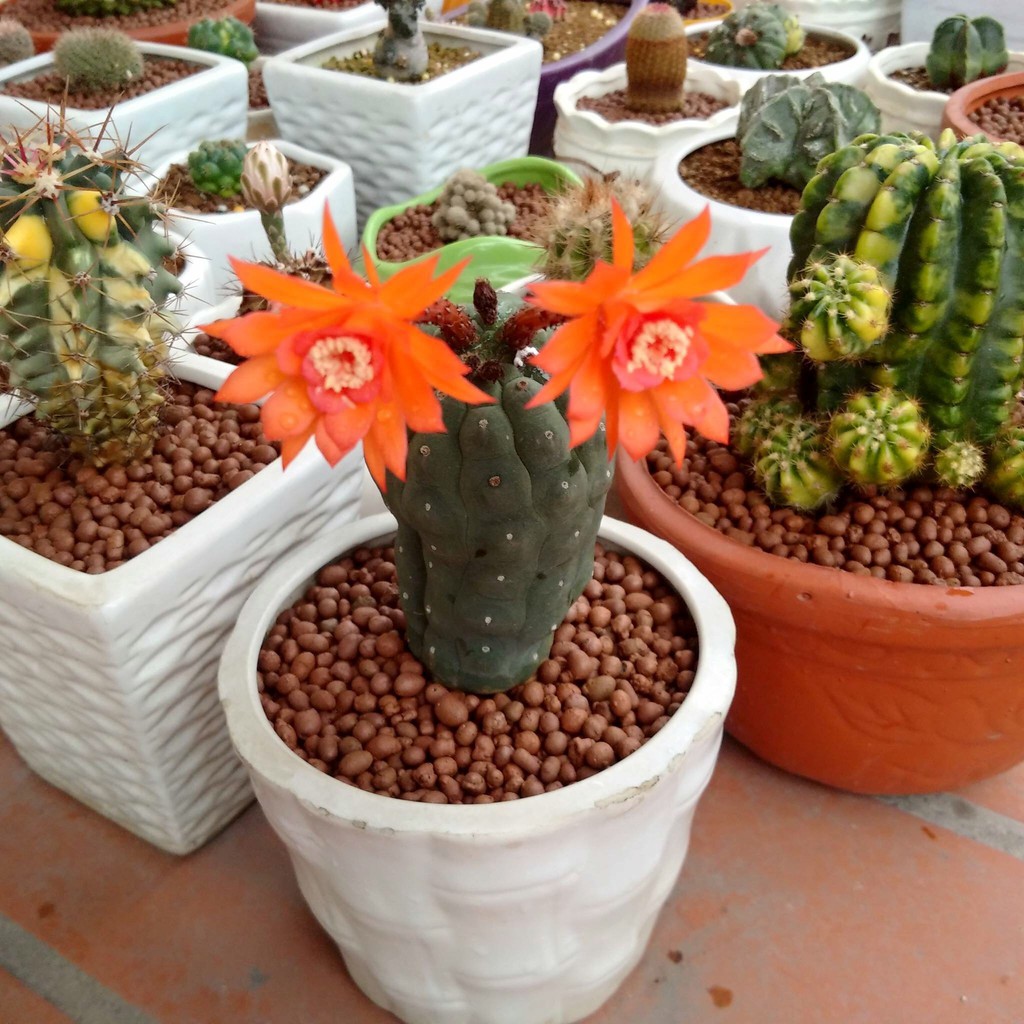 Túi 6 lít size S - đất sét nung trồng trang trí sen đá xương rồng bonsai mini hàng Thailand