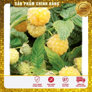 Hạt Giống Mâm Xôi Vàng(10 hạt)