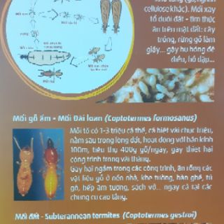 Thuốc trừ mối Termize 200SC lọ 50ml nhập khẩu Malaysia
