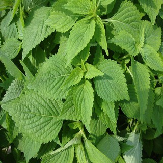 HẠT RAU KINH GIỚI - GÓI 1 GRAM