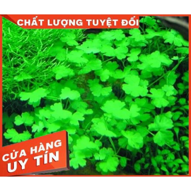 [Gía hủy diệt] Rau Má Hương Thuỷ Sinh - Trải Nền Cực Đẹp