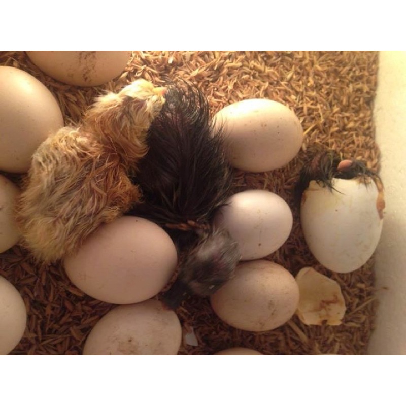 Máy ấp trứng đảo tay P100