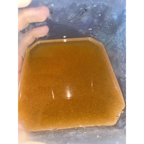 Artemia ấp nở Lon Đỏ Loại 1