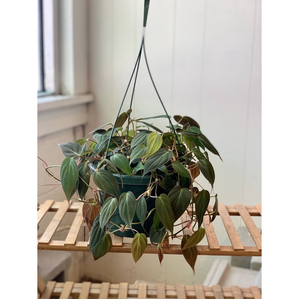 Cây giống Philodendron Micans (Trầu Bà Micans) chậu nhựa