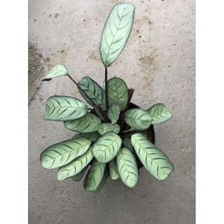 Chậu Đuôi công Amagris size trung