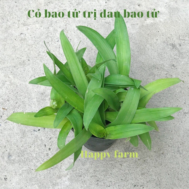 Cây bao tử / cỏ bao tử ( linh chi thảo)