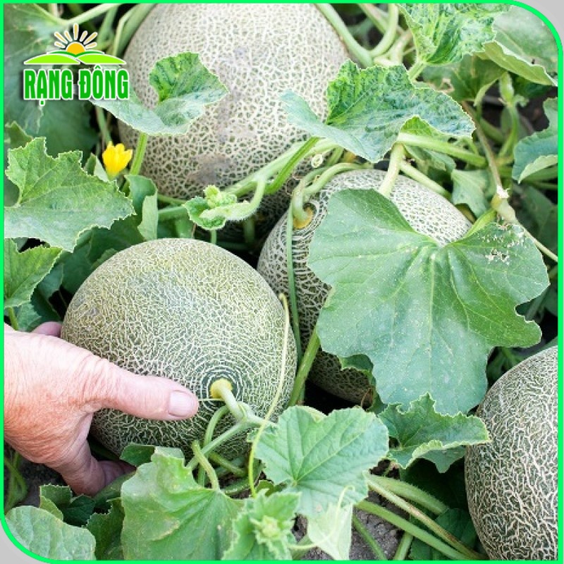 Hạt giống Dưa Lưới Ruột Xanh trồng quanh năm, dễ chăm sóc, trái to, thơm, ngọt (gói 10 hạt) - Hạt giống Rạng Đông