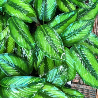 Cây đuôi công sọc xanh