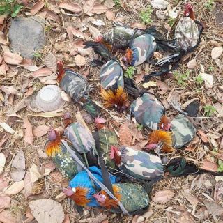 Túi đựng gà rừng 15k/cái