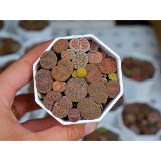 Lithops ( thạch lan ) Mông nhà Gác Mái Sen