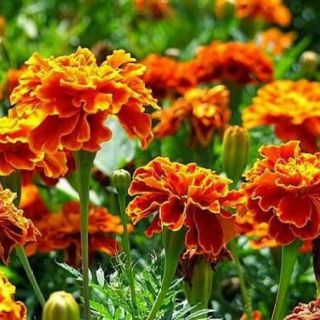 Hạt Giống Hoa Cúc Vạn Thọ Pháp