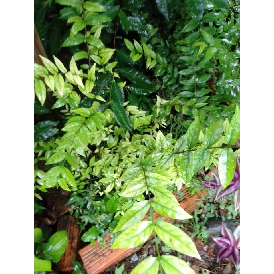 Cây mai chiếu thuỷ cao 25-30 cm