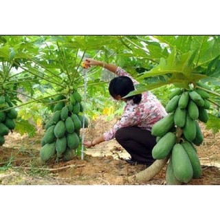 10 HẠT GIỐNG ĐU ĐỦ THÁI QUẢ DÀI