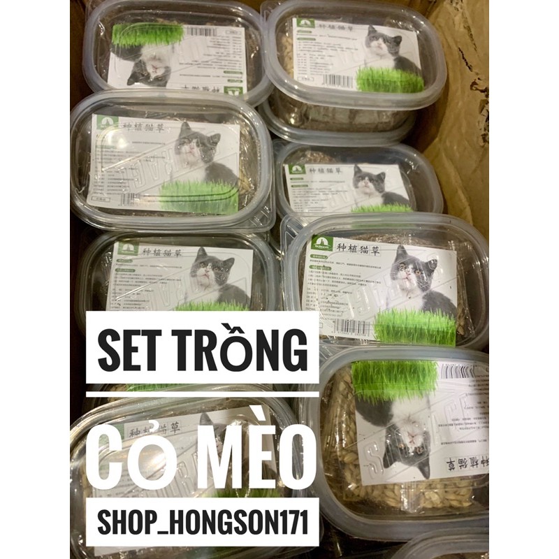 Set trồng cỏ mèo tại nhà