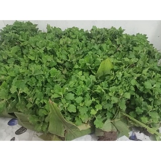 10 cây giống cúc mâm xôi ( CHỈ NHẬN ĐƠN MIỀN BẮC)