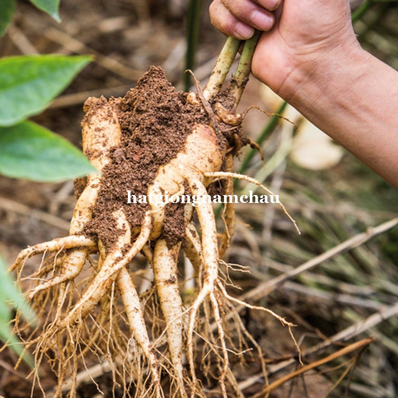 10H - HẠT GIỐNG NHÂN SÂM MỸ - HOA KỲ