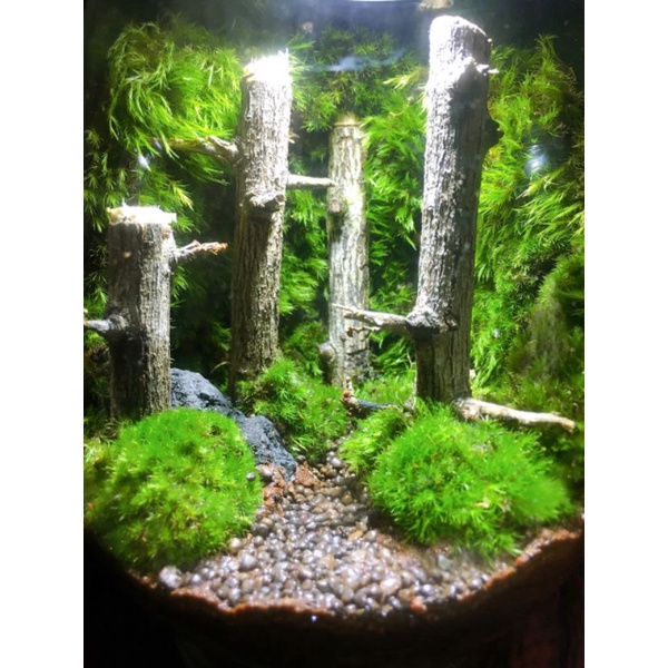 Bình tiểu cảnh Terrarium dùng trang trí bàn làm việc, học tập, quà tặng....