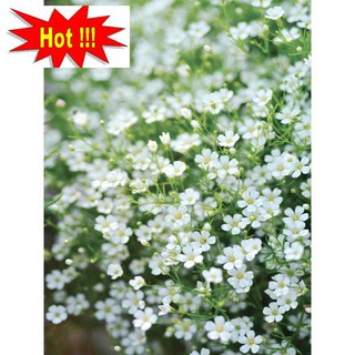 Hạt giống Hoa Baby Trắng (100 hạt)