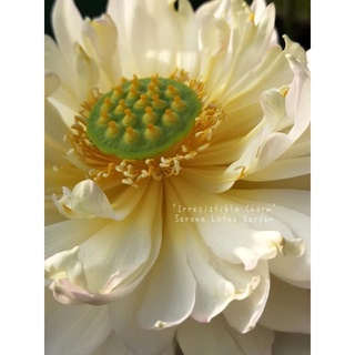 Củ sen vàng hồng Irristable Charm