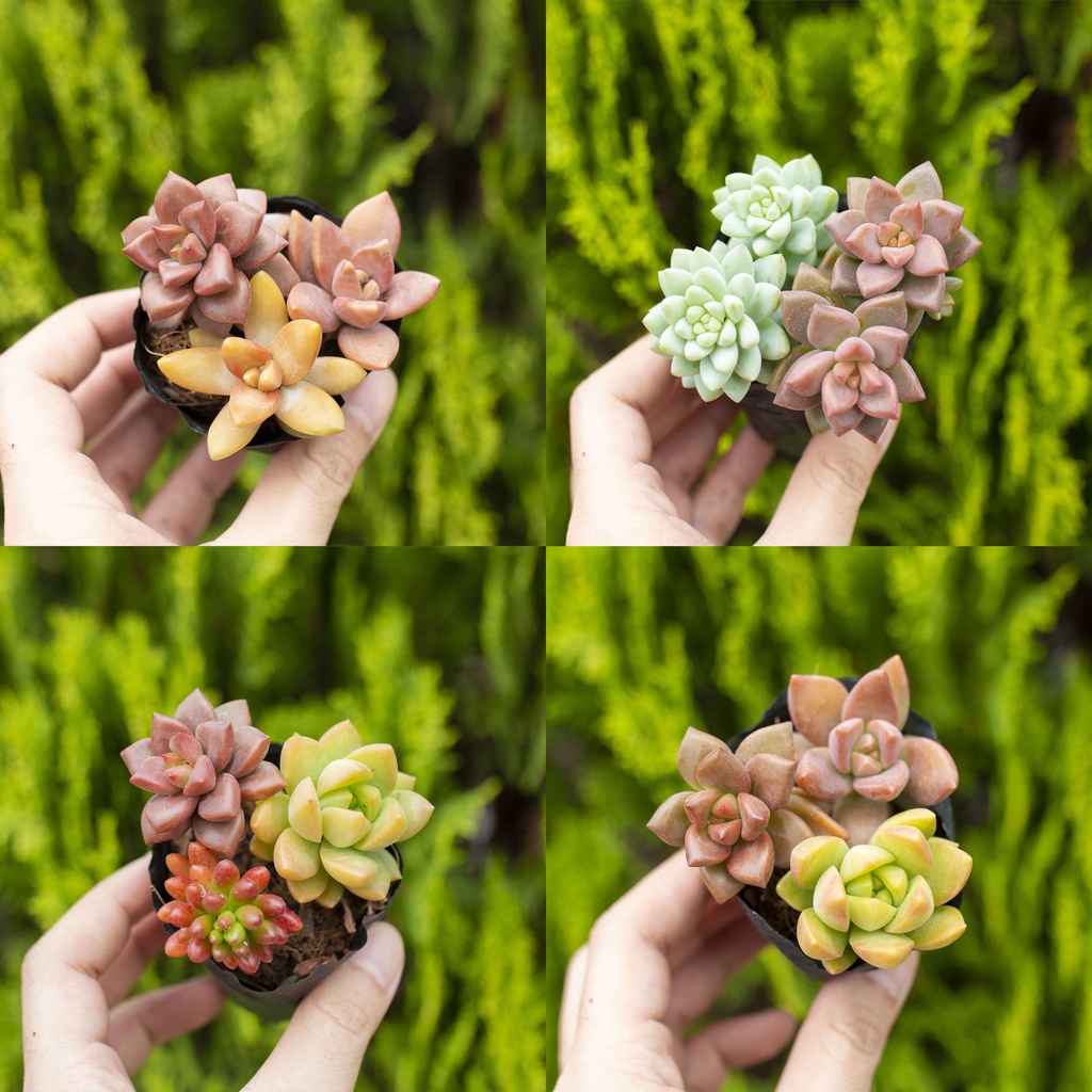 Sen đá mix 3 nhánh ngẫu nhiên 3-5cm