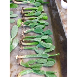 Xương Rồng Tai Thỏ.