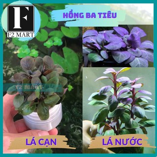 Hồng Ba Tiêu-Cây Thủy Sinh Cắt Cắm [LÁ CẠN]