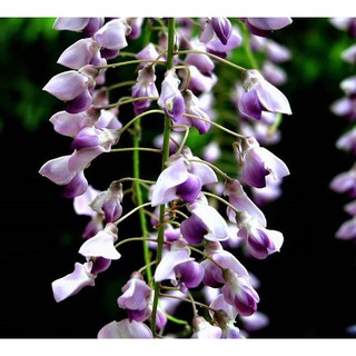 Hạt giống hoa tử đằng Wisteria