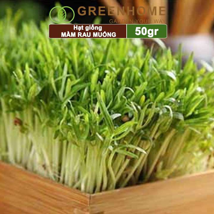 Hạt giống Mầm rau muống Greenhome, gói 50g, dễ trồng, thu hoạch nhanh R14
