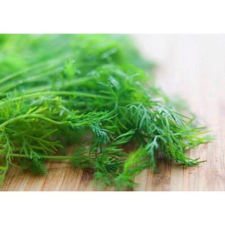 Hạt giống rau thì là bốn mùa