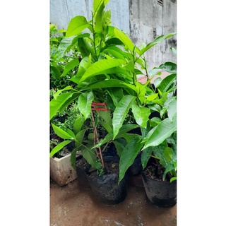 CÂY HOA NGỌC LAN TRẮNG