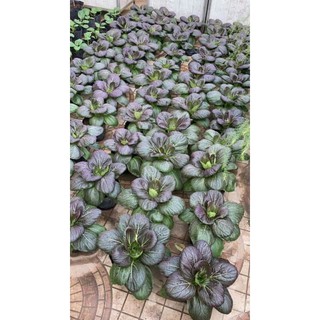 hạt giống cải pak choy tím 100 hạt