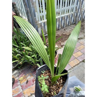 chà là thái siêu trái