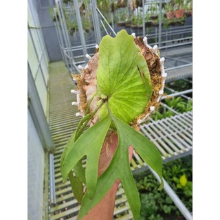 Cây ổ rồng - cây đã thuần dưỡng (Platycerium grande)