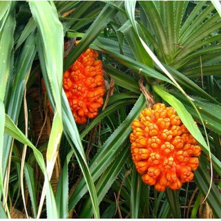 Trái dứa gai phơi khô 1kg