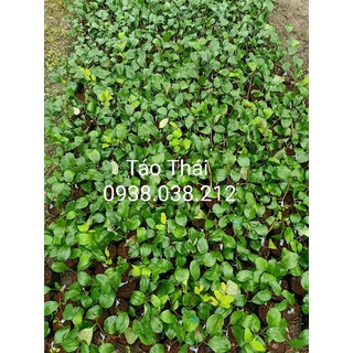 CÂY GIỐNG TÁO THÁI CAO 30-40CM ( CÂY GHÉP )