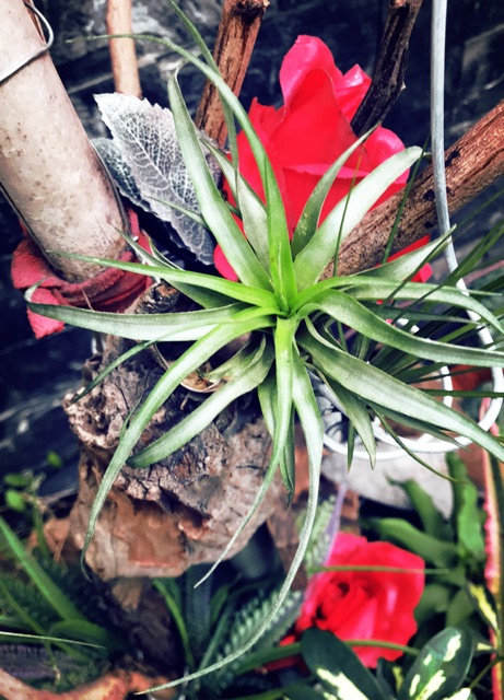 Cây không khí Tillandsia brachycaulos