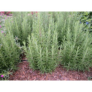 Gói 20 Hạt giống Cây Hương Thảo Đuổi Muỗi - Rosemary