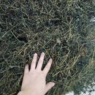 Combo 1 kg Giảo cổ lam Sa pa nguyên chất