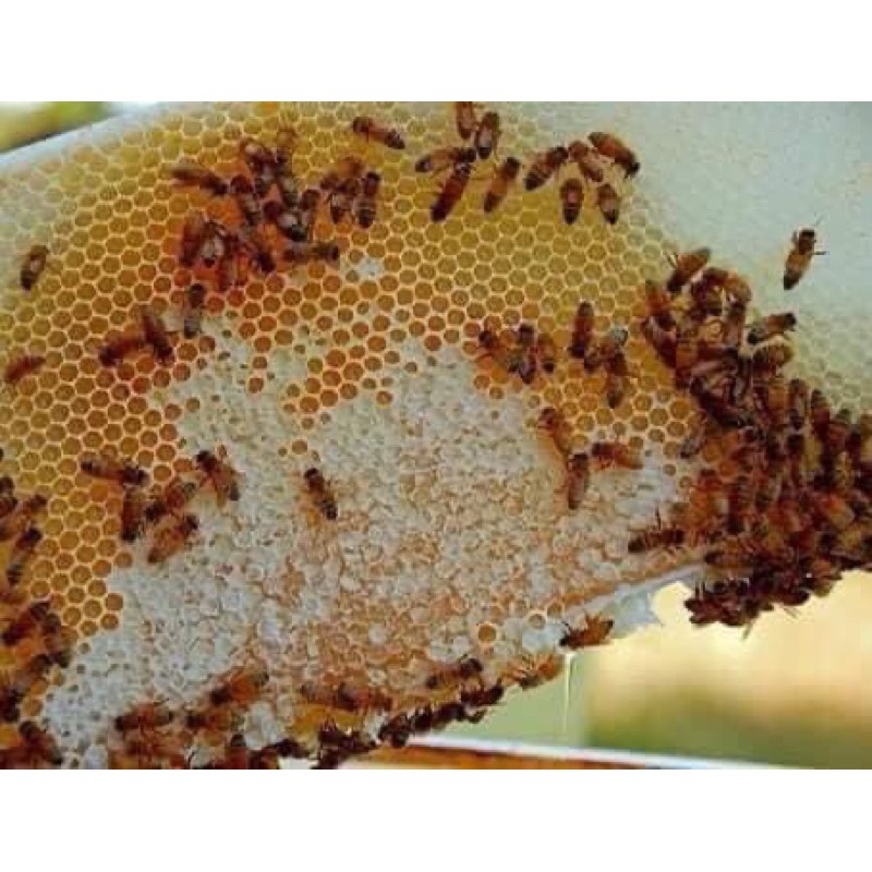Mật Ong Hoa Cà Phê Nguyên Chất, Mật Ong Daklak Vị Ngọt Thanh Chua Nhẹ, Chai 1 Lít [HCM]