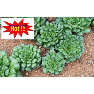 ⚡️ HẠT GIỐNG RAU CẢI HOA HỒNG⚡️ NĂNG XUẤT CAO CÁCH TRỒNG ĐƠN GIẢN TẶNG KÍCH MẦM