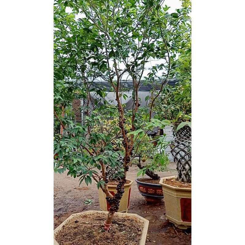 Hạt giống nho thân gỗ tứ quý