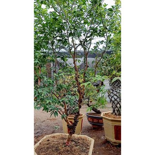 Hạt giống nho thân gỗ tứ quý